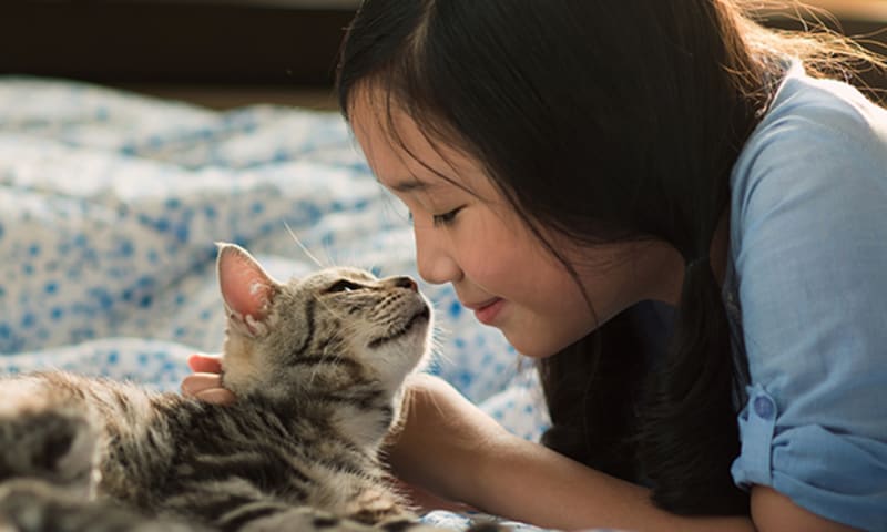 Spaying & Neutering, Woodstock Veterinarians